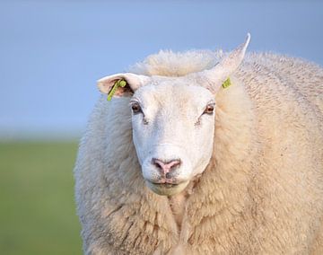 Sheep von Tina van der Veen