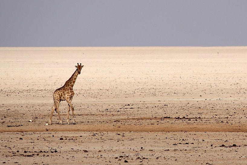 walking giraffe in etosha by Henk Langerak