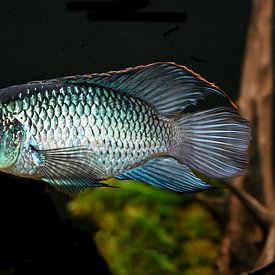 Metallisch-blaugrüner Betta von Jose Lok