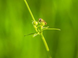 Zweefvlieg van Fernand Reiter