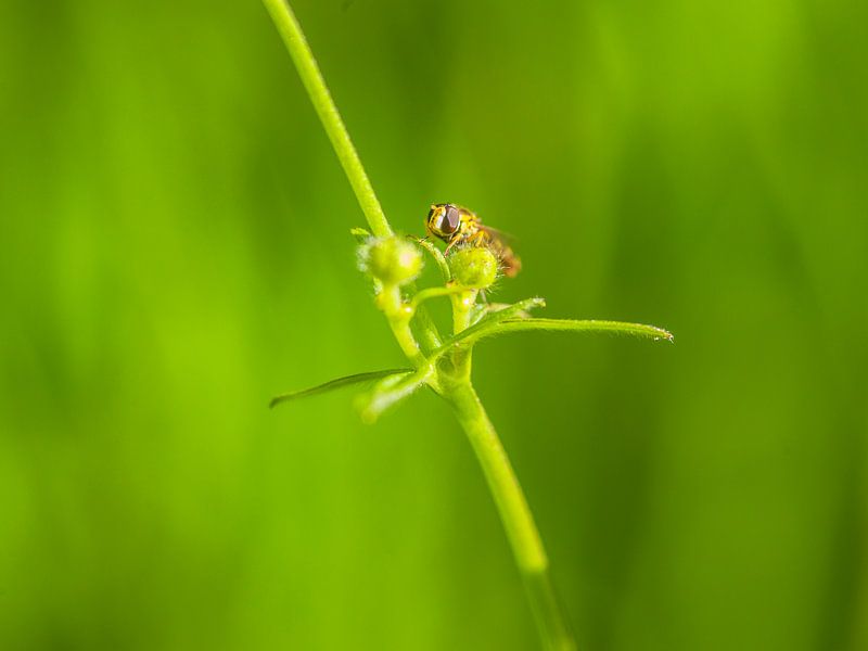 Hoverfly by Fernand Reiter
