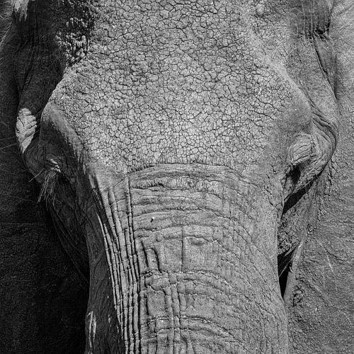 Portret van een Afrikaanse olifant van Tilo Grellmann