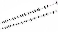 Crows on a high-voltage line