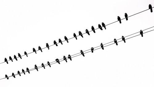 Crows on a high-voltage line