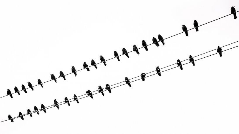 Des corbeaux sur une ligne à haute tension par Bart Ros