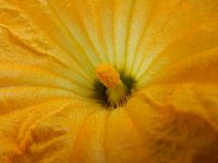 gele bloem