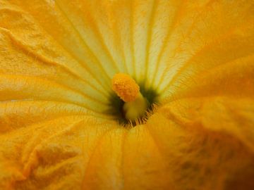 gele bloem van Joke te Grotenhuis