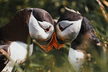 Papageientaucher-Paar von Milou - Fotografie