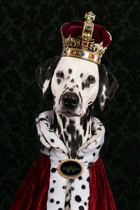 König Dalmatiner