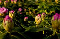 flower bush of rhododendron | botanical fine art by Karijn | Fine art Natuur en Reis Fotografie thumbnail