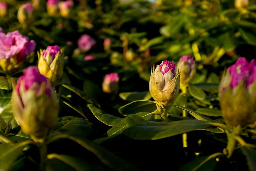 flower bush of rhododendron | botanical fine art by Karijn | Fine art Natuur en Reis Fotografie