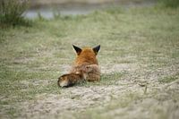 The Fox thought, If I don't see you, you won't see me.