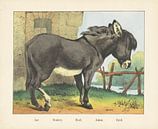 Âne. / Donkey. / Esel. / Asino. / Donkey, firm Joseph Scholz, 1829 - 1880 by Gave Meesters thumbnail