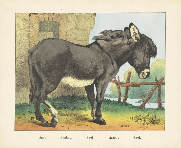 Âne. / Donkey. / Esel. / Asino. / Donkey, firm Joseph Scholz, 1829 - 1880 by Gave Meesters