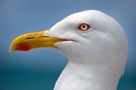 meeuw vogel van Niels  de Vries