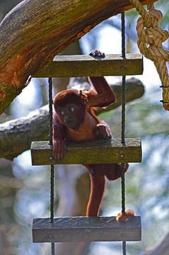 Klauterende Rode Brulaap