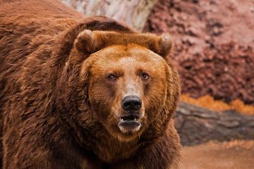 Powerful bear, portrait and huge powerful body. close-up. by Michael Semenov