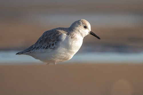 Sanderling