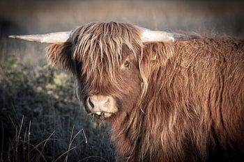 Jonge Schotse hooglander portret