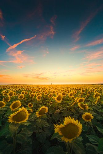 Sunflowers at sunset