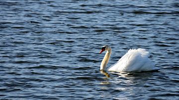 Swimming swan in the sun by Gerard de Zwaan
