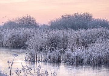 Bevroren rietpolder. van natascha verbij