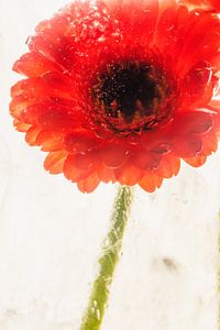 Gerbera in Eis 3