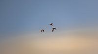 Fliegende Vögel in der Luft in Walcheren von Percy's fotografie Miniaturansicht