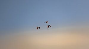 Des oiseaux volants dans les airs à Walcheren