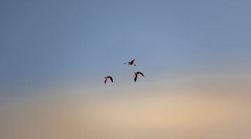 Vliegende vogels in de lucht in Walcheren van Percy's fotografie