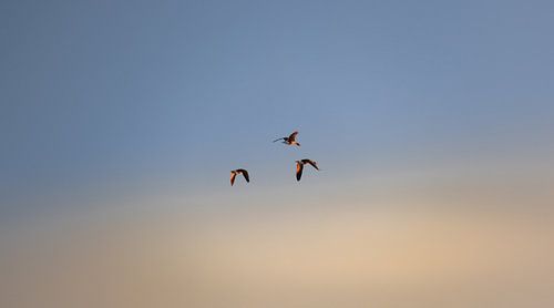 Vliegende vogels in de lucht in Walcheren