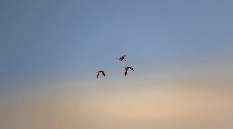 Fliegende Vögel in der Luft in Walcheren von Percy's fotografie