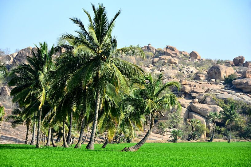 Hampi : Rizières Émeraude et Palmiers Majestueux par Frank Photos