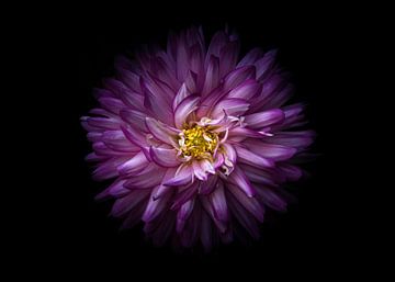Achtertuin bloemen nr. 20 Kleurenversie van The Learning Curve Photography