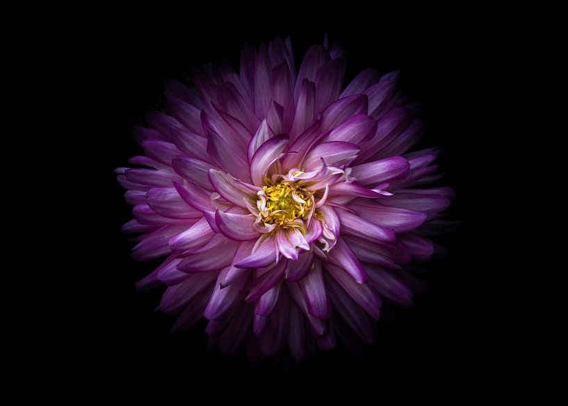 Backyard Flowers No 20 Color Version by The Learning Curve Photography