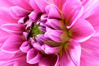 Pink Dahlia