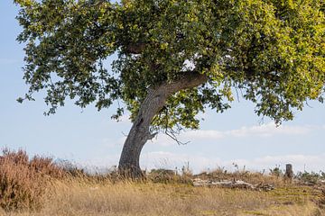 Arbre Loonse et Drunense Duinen sur Zwoele Plaatjes