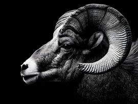 Mouflon in the shade – Primordial power