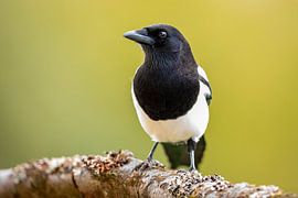 Portrait of a magpie