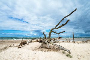 Baumstamm am Weststrand auf dem Fischland-Darß