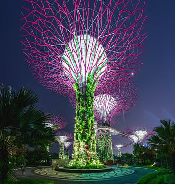 Supertree Grove, Singapore van Yevgen Belich