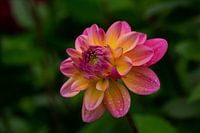 Dahlia with raindrops