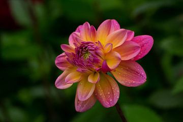 Dahlia with raindrops by Eugenlens