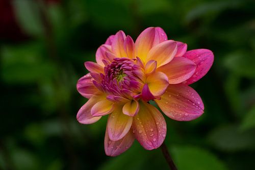 Dahlia met regendruppels