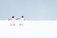 Twee Gentoo-pinguïns van Nanda Bussers thumbnail