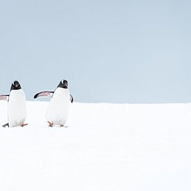 Twee Gentoo-pinguïns van Nanda Bussers