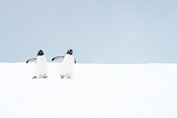 Deux manchots Gentoo