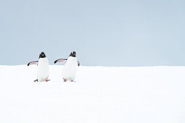 Twee Gentoo-pinguïns van Nanda Bussers