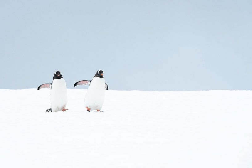 Twee Gentoo-pinguïns van Nanda Bussers