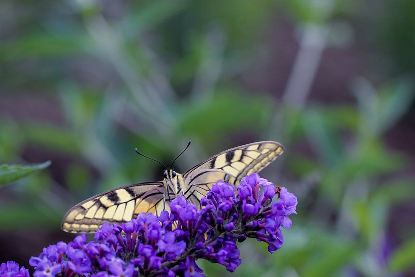 Swallowtail by Nienke Castelijns